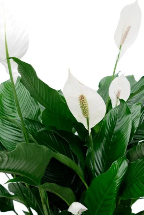 Spathiphyllum Sweet Sebastiano - Lepelplant