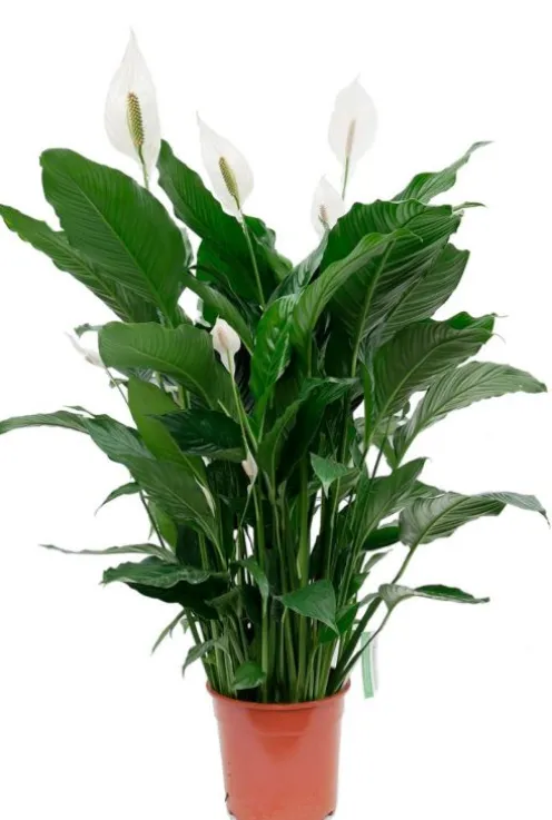 Spathiphyllum Sweet Sebastiano - Lepelplant