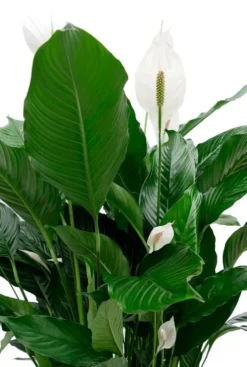 Spathiphyllum Sweet Sebastiano - Lepelplant