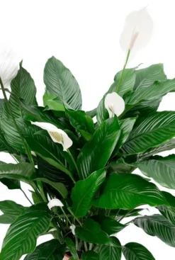 Spathiphyllum Sweet Sebastiano - Lepelplant