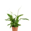 Spathiphyllum 'Torelli' - Lepelplant