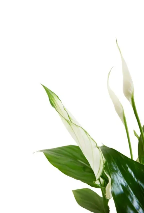 Spathiphyllum 'Torelli' - Lepelplant