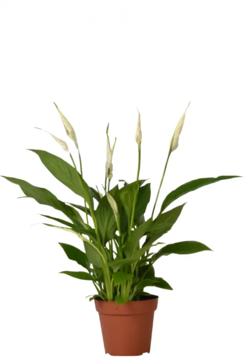 Spathiphyllum 'Torelli' - Lepelplant