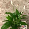Spathiphyllum Vivaldi - Lepelplant