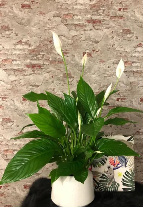 Spathiphyllum Vivaldi - Lepelplant
