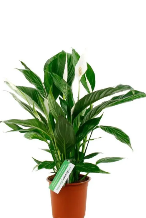 Spathiphyllum Vivaldi - Lepelplant