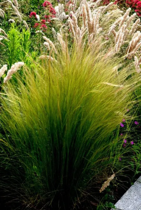 Stipa tenuissima 'Ponytails' - Mexicaans vedergras