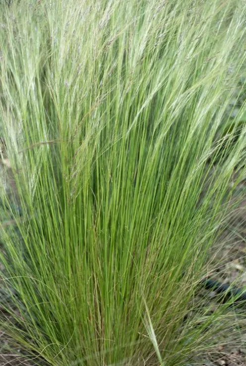 Stipa tenuissima 'Ponytails' - Mexicaans vedergras