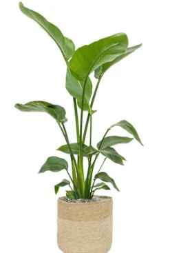 Strelitzia in jute mand