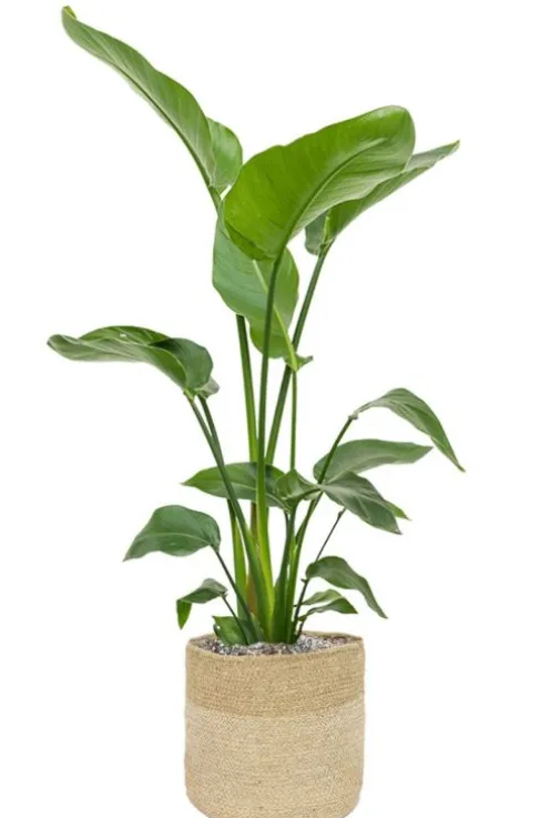 Strelitzia in jute mand