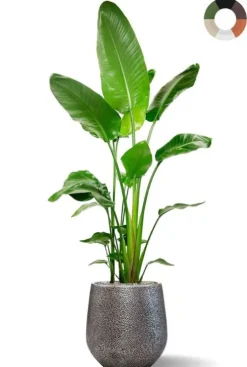 Strelitzia in populaire pot