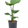 Strelitzia nicolai