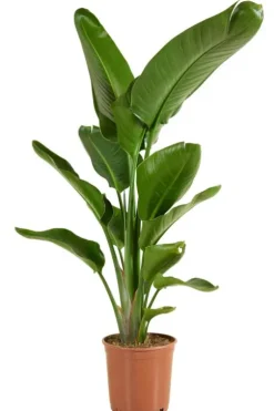 Strelitzia Nicolai - Paradijsvogelplant