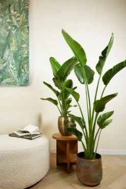 Strelitzia Nicolai - Paradijsvogelplant