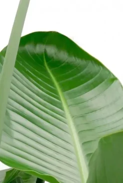 Strelitzia nicolai - Paradijsvogelplant
