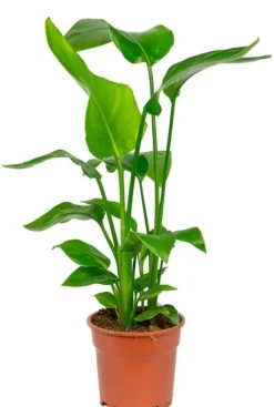 Strelitzia nicolai - Paradijsvogelplant