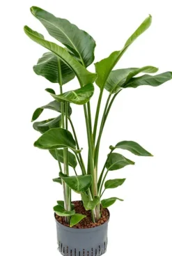 Strelitzia nicolai - Paradijsvogelplant