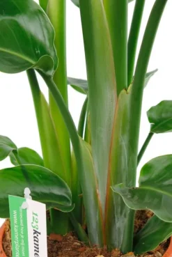 Strelitzia Nicolai - Paradijsvogelplant