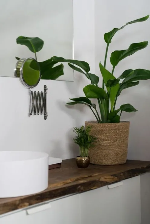 Strelitzia Nicolai - Paradijsvogelplant