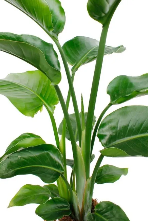 Strelitzia Nicolai - Paradijsvogelplant