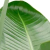 Strelitzia nicolai - Paradijsvogelbloem