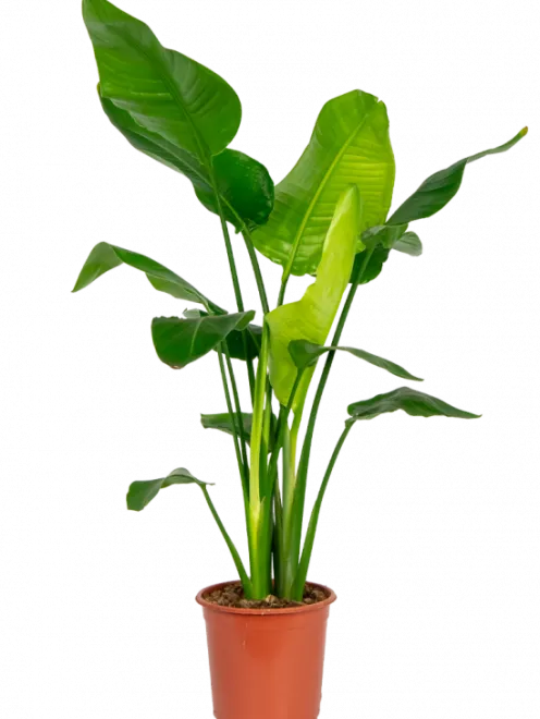 Strelitzia nicolai - Paradijsvogelbloem