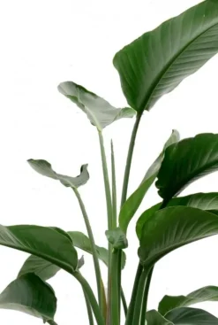 Strelitzia nicolai - Paradijsvogelbloem
