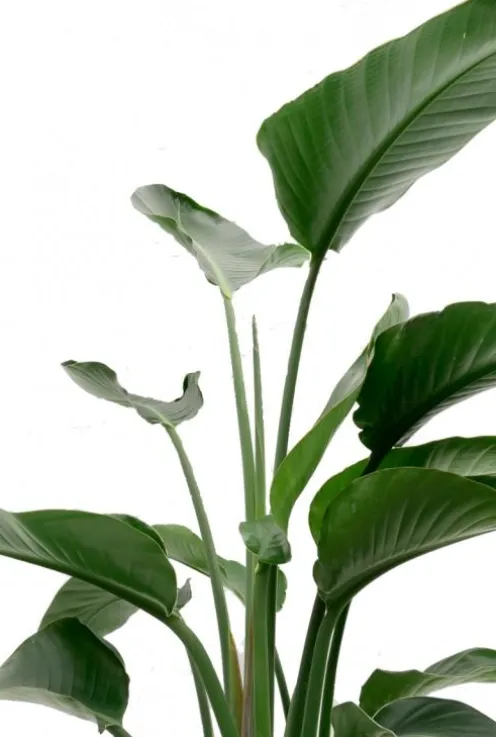 Strelitzia nicolai - Paradijsvogelbloem