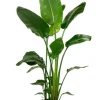 Strelitzia Nicolai - Paradijsvogelplant