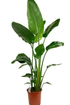 Strelitzia Nicolai - Paradijsvogelplant