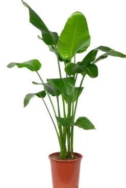 Strelitzia Nicolai - Paradijsvogelplant