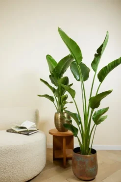 Strelitzia Nicolai - Paradijsvogelplant
