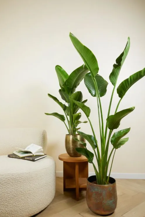 Strelitzia Nicolai - Paradijsvogelplant