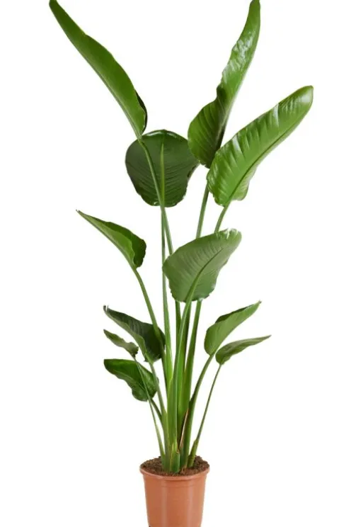 Strelitzia Nicolai - Paradijsvogelplant