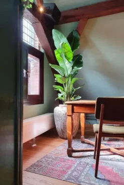 Strelitzia nicolai - Paradijsvogelplant