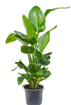Strelitzia nicolai - Paradijsvogelplant