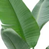 Strelitzia nicolai - Paradijsvogelplant