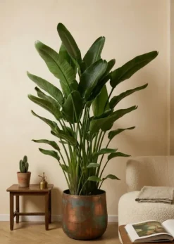 Strelitzia nicolai - Paradijsvogelplant