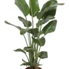 Strelitzia nicolai - Paradijsvogelplant