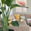 Strelitzia Nicolai - Paradijsvogelplant