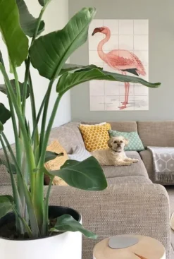 Strelitzia Nicolai - Paradijsvogelplant