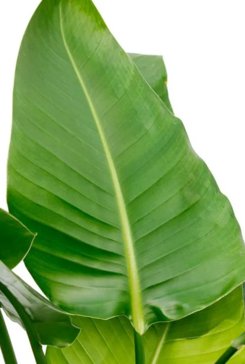 Strelitzia Nicolai - Paradijsvogelplant