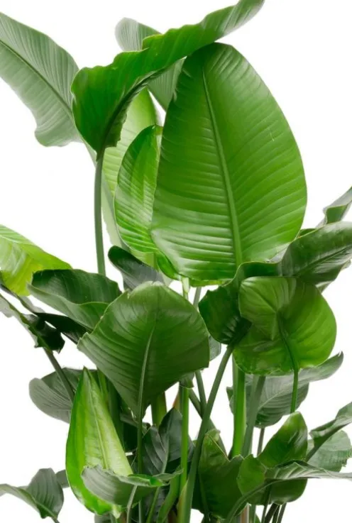 Strelitzia Nicolai - Paradijsvogelplant