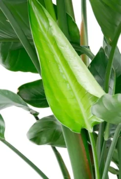 Strelitzia Nicolai - Paradijsvogelplant