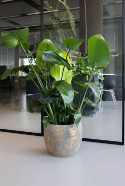 Strelitzia Nicolai - Paradijsvogelplant
