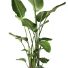 Strelitzia Nicolai - Paradijsvogelplant