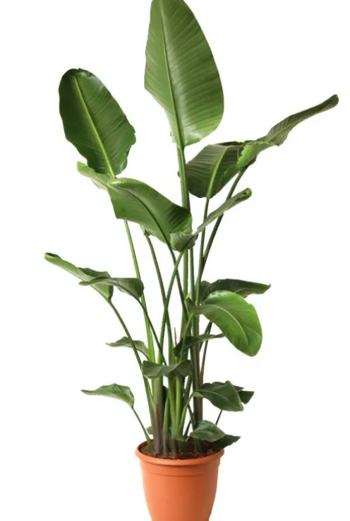 Strelitzia Nicolai - Paradijsvogelplant