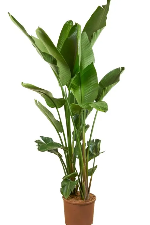 Strelitzia Nicolai - Paradijsvogelplant