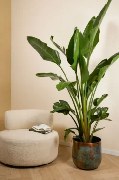 Strelitzia Nicolai - Paradijsvogelplant