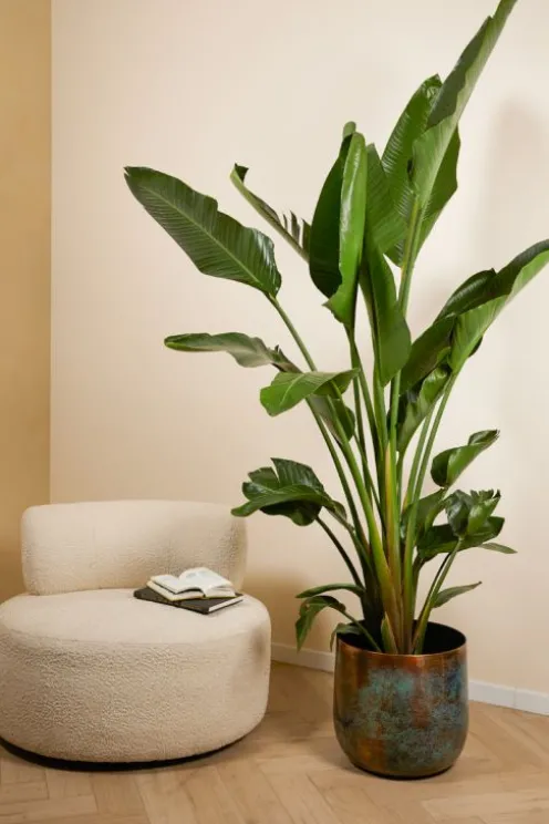 Strelitzia Nicolai - Paradijsvogelplant